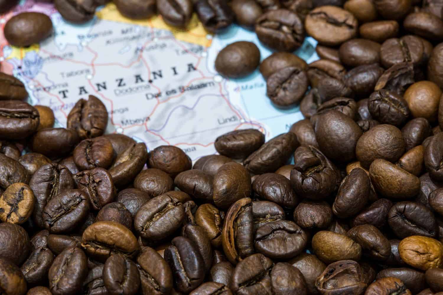 Tanzanian coffee beans and Mount Kilimanjaro coffee region